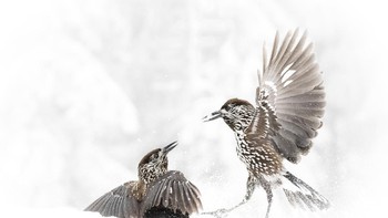 Duel burung Nutcracker saat rebutan makanan yang diabadikan Alwin Hardenbol mendapat honourable mention di kategori behavior. Kamera: Nikon D500. Lens: Nikon 80-400mm at 112 mm, with ISO 5600, f/5.6 dan 1/1600s. Foto: Royal Society Publishing Photography Competition 