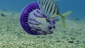 Foto hubungan simbiosis mutualisme antara iklan Bluefin Trevally dengan ubur-ubur yang  Eduardo Sampaio menjadi runner up kategori behavior. Kamera: Sony Alpha II. Lens: Sony f/4 24-70mm. F-stop: f/9. Exposure time: 1/2000 sec. ISO: 200. Focal length: 70 mm Foto: Royal Society Publishing Photography Competition