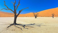Namibia memang tak perlu lagi diragukan sebagai tempat asing di bumi. Jadi gurun kering dunia, sebuah titik bernama Dead Vlei benar-benar mirip dengan planet lain. (iStock)