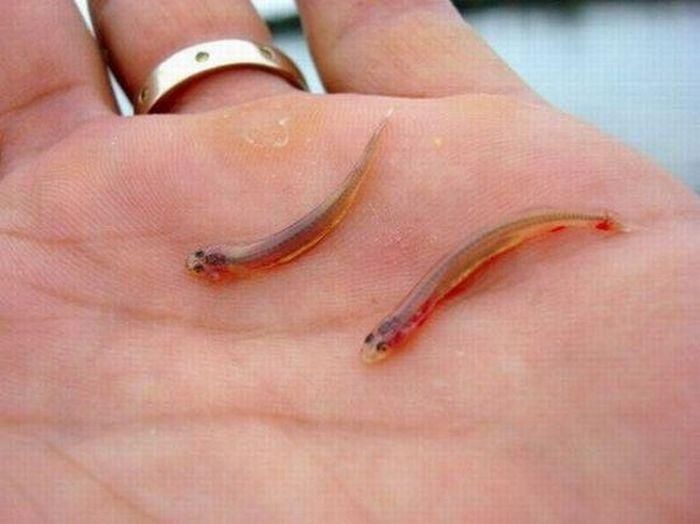 Ikan Candiru