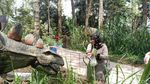 Foto: Di Gunung Lawu, Bisa Ketemu Dinosaurus di Hutan Pinus