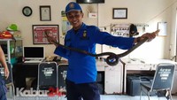 Seekor ular King Kobra ditemukan di sebuah ruko di Jalan Kalimantan, Kecamatan Sumbersari. Saat ditemukan, kobra berukuran 2 meter itu berada di bawah tumpukan kardus.Salah satu petugas Damkar Jember, Rahmad mengatakan, pihaknya mendapat laporan dari warga bahwa ada ular di dalam Ruko sekitar pukul 10.15 WIB. Pertama kali diketahui oleh karyawan ruko.Karyawan itu sedang menyapu. Kemudian dia menemukan seekor ular jenis King Cobra indukan, berada di bawah tumpukan kardus di dalam Ruko itu, ungkap Rahmad, yang ikut menangkap ular tersebut, Senin (23/12/2019). (Foto: Istimewa)
