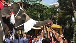 Gajah di Thailand Bagi-bagi Hadiah Natal Kepada Siswa Sekolah