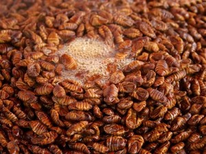 Berani Cicip? Ini 5 Makanan Ekstrem Korea yang Terkenal