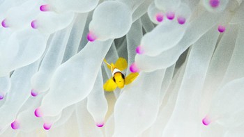 Foto ikan badut berada di anemon laut yang memutih lantaran suhu laut yang tidak dapat ditoleransi lagi. Foto karya Morgan Bennett-Smith menjadi juara di kategori ecology and environment. Kamera Olympus OMD EM1 II. Lens: Olympus 60mm 2.8 macro lens. ISO 200, shutter 1/125, F9. Foto: Royal Society Publishing Photography Competition