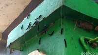 Teror ulat bulu meluas di Desa Sindanglaut, Kecamatan Lemahabang, Kabupaten Cirebon, Jawa Barat, Selasa (24/12/2019). Sejumlah rumah warga diserbu ribuan ulat bulu berwarna hitam.