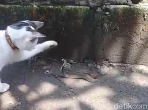 Berkat Kucing, Keluarga Ini Selamat dari Teror Ular Kobra