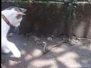 Kucing Ini 3 Kali Selamatkan Majikannya dari Teror Kobra