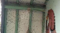 Pantauan detikcom, sejumlah rumah warga yang berada di sekitar perkebunan jati diteror ulat bulu. Ulat berwarna hitam itu menyerbu dinding, lantai, jendela, dan lainnya. Ulat tersebut berasal dari pohon jati yang berada di sekitar pemukiman.