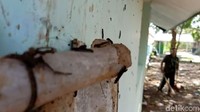 Bahkan ada pula warga yang menggunakan detergen untuk mengusir ulat bulu tersebut.