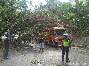 Pohon Tumbang Timpa Truk di Jalur Pantura Situbondo, Kemacetan 1 KM