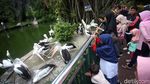 Libur Natal, Ragunan Padat Pengunjung