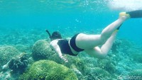 Di bulan-bulan tertentu, Januari-Maret pengunjung bahkan dapat melihat hiu tutul dengan mata telanjang dari tepi pantai (Foto: Ardian Fanani/detikcom)