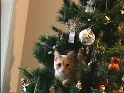 Kumpulan Pohon Natal Unik dan Cantik