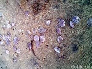 Balawista: Ubur-ubur Jalatrong di Palabuhanratu Bisa Hanguskan Kulit