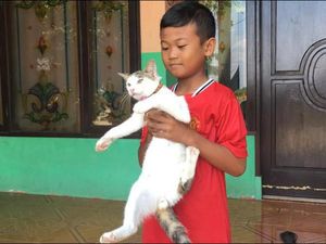 Kucing Penyelamat Majikan dari Teror Kobra Dipiara untuk Basmi Tikus