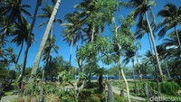 Dahulu pantai ini jamak disebut Klopoan karena banyak berdiri pohon kelapa yang menjulang ke langit. Bagi wisatawan yang berminat bermalam di GWD tak perlu cemas. Turis bisa membawa tenda sendiri atau menyewa tenda yang disediakan pengelola (Foto: Ardian Fanani/detikcom)