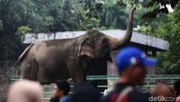 Gajah menjadi arena yang paling banyak dikunjungi wisatawan.