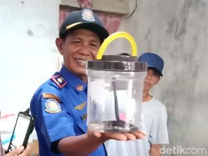 Induk Kobra 1,5 Meter dan Lima Anakan Teror Rumah Warga Brebes
