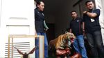 Penampakan Harimau-Rusa Offset di Rumah Koboi Lamborghini