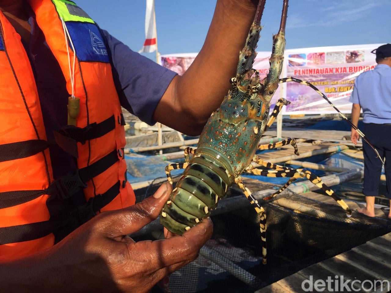 Nelayan Tolak Rencana Ekspor Benih Lobster