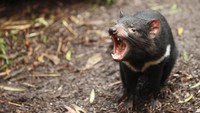 Apalagi, tasmanian devil sering mengeluarkan geraman yang keras, pekikan bernada tinggi, dan mengeluarkan bau yang sangat tidak enak. Jadilah hewan itu diberi nama devil alias setan! (iStock)