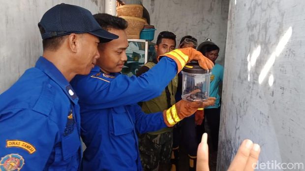 Induk Kobra 1,5 Meter dan Lima Anakan Teror Rumah Warga Brebes
