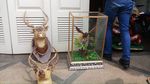 Penampakan Harimau-Rusa Offset di Rumah Koboi Lamborghini