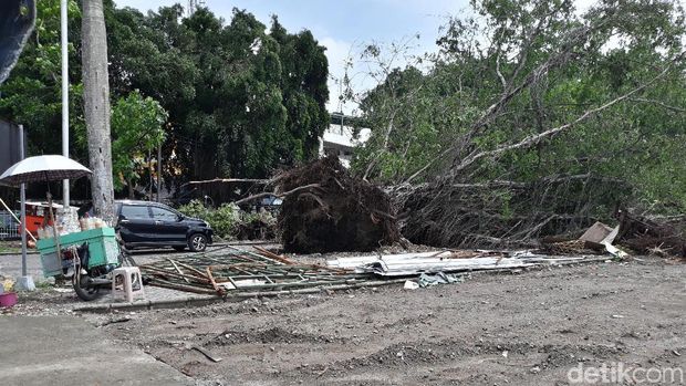 Belasan Pohon di Alun-alun Solo Tumbang, Ringin Kurung Masih Tegak