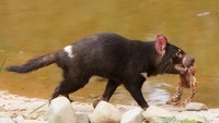 Peneliti menilai, tasmanian devil bisa menghabiskan mangsa yang 40 persen lebih berat dari badannya. Tasmanian devil pun aktif di malam hari (iStock)