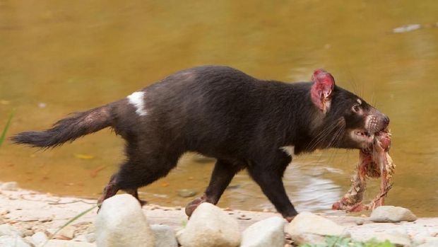 Waduh, Ada Tasmanian Devil Maling Cokelat