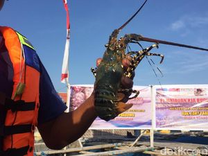 Lombok Mau Jadi Pusat Budi Daya Lobster, Ini Tantangannya