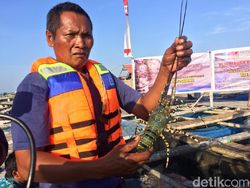 KPPU Endus Praktik Monopoli di Ekspor Benih Lobster, Ini 3 Dugaannya