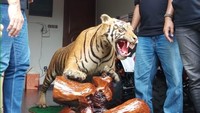 Foto: Abdul Malik juga memiliki koleksi harimau offset. Harimau offset yang diyakini berasal dari Sumatera ini dipajang di sudut ruang tamu. (Farih Maulana/detikcom)