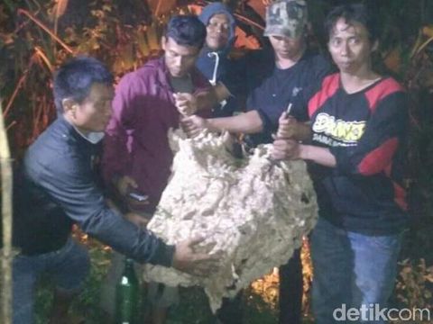 Sarang Tawon Vespa Ukuran 1 Meter Dievakuasi dari Semak di Klaten