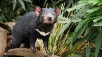 Kemudian warna bulunya hitam, dengan garis putih di lehernya. Telinganya begitu merah dan punya kuku serta gigi yang tajam (iStock)