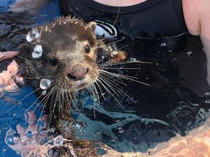 Unik, Wisata Ini Tawarkan Berenang bareng Bayi Berang-Berang