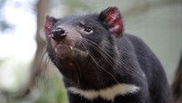 Tasmanian devil adalah penjelajah yang ulung. Dia bisa berjalan sejauh 16 km untuk mencari makan (iStock)