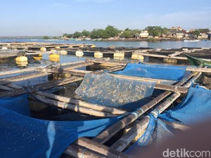 Buka Tutup Ekspor Benih Lobster: Antara Susi, Edhy dan Trenggono