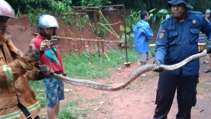 Ular Sanca Batik 2 Meter Ditangkap di Perumahan Warga Bogor