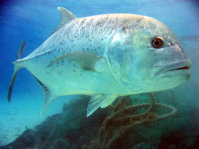 Ini 5 Jenis Ikan yang Cocok untuk Pesta BBQ Akhir Tahun