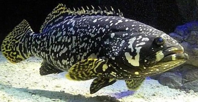 Ini 5 Jenis Ikan yang Cocok untuk Pesta BBQ Akhir Tahun