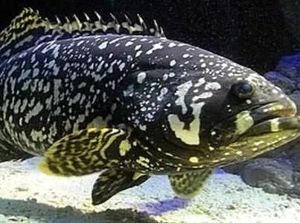 Ini 5 Jenis Ikan yang Cocok untuk Pesta BBQ Akhir Tahun
