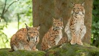 Iberian lynx. Demikian nama jenis kucing yang jenggotan itu. Jenisnya sih bukan kucing domestik yang biasa kita kenal karena mamalia ini merupakan kucing hutan. Nama latinnya Lynx Pardinus. (iStock)