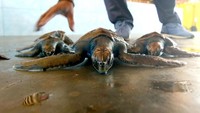 Sejumlah penyu hijau dirawat di penangkaran penyu yang berada di Pantai Cemara, Banyuwangi, Jawa Timur, Jumat (27/12/2019).