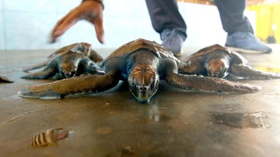Unik! Ada Klinik Penyu di Banyuwangi