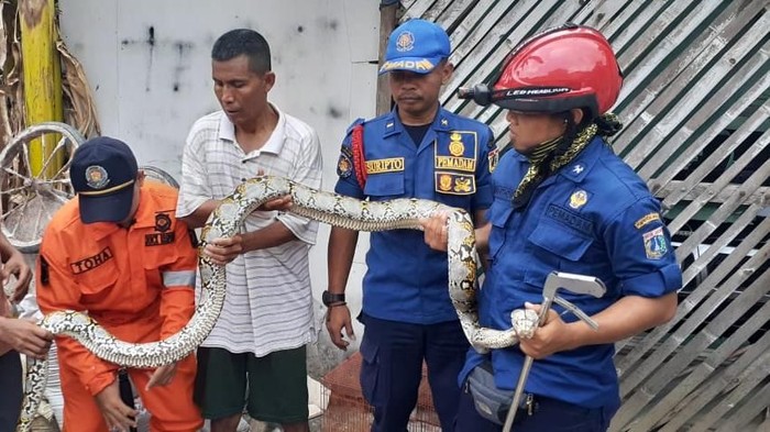 Foto: Penemuan ular sanca kembang 3 meter di Cengkareng Jakbar (Dok. Istimewa)