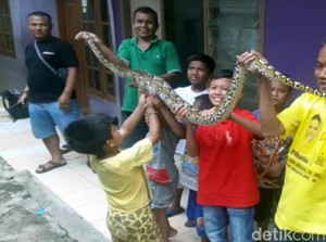 Ular Sanca 3 Meter Lahap 5 Ekor Ayam Warga Sukabumi