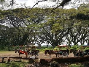 Hutan The Lord of The Rings Ada di Banyuwangi?