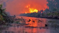 Kebakaran lahan gambut di Desa Penarikan Kecamatan Langgam Kabupaten Pelalawan, Riau, Minggu (28/7/2019). Berdasarkan data Badan Nasional Penanggulangan Bencana (BNPB) kebakaran hutan dan lahan hingga Juli 2019 luasnya lebih dari 27 ribu hektare, dan kini masih terus meluas di Kabupaten Pelalawan dan Siak. ANTARA FOTO/FB Anggoro.